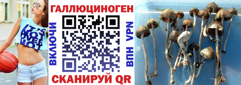 Псилоцибиновые грибы прущие грибы  где купить наркоту  Славянск-на-Кубани 